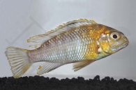 010507_Maylandia-hajomaylandi_Maylands-Malawibarsch-Gold_01