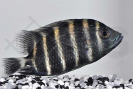 010512_Heterotilapia-buttikoferi_Zebratilapia_01