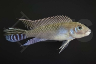 010522_Nanochromis-nudiceps_Kongocichlide_01