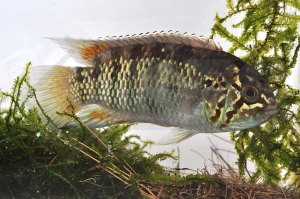 010527_Ivanacara-adoketa_Zebra-Acara_01