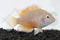 010530_Cichlasoma-nigrofasciatum_Gruenflossenbuntbarsch-gold_01