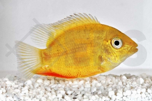 010531_Heros-severus_Augenfleckbuntbarsch-gold_01