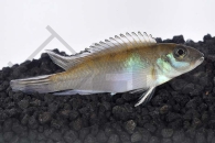 010534_Nanochromis-parilus_Blauer-Kongocichlide_01