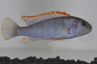 010535_Pseudotropheus-ndumbi-red-top_01