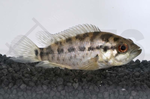 010537_Cichlasoma-managuense_Managua-Buntbarsch_01