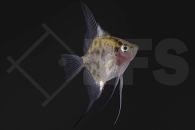 010563_Pterophyllum-scalare_Skalar_red-jaguar_01