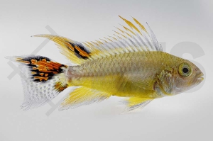 010565_Apistogramma-cacatuoides_Kakadu-Zwergbuntbarsch-gold_01
