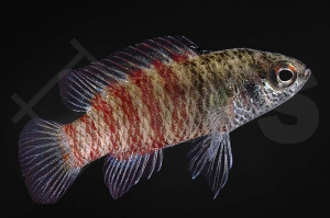 010585_Dario-hysginon_Blaubarsch_BlackTiger_02