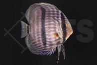 010608_Symphysodon-discus_Heckel-Diskus_01