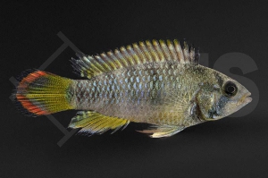 010630_Apistogramma-baenschi_Inka-Zwergbuntbarsch_01