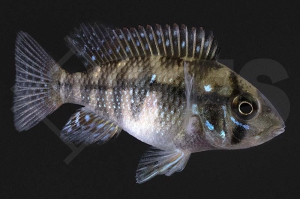 010633_Gymnogeophagus-rhabdotus_01