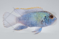 010634_Andinoacara-pulcher_Blaupunktbuntbarsch-neonblue_01