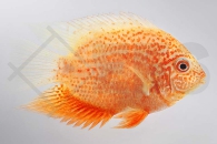 010658_Heros-severus_Augenfleckbuntbarsch-Red-spotted_01