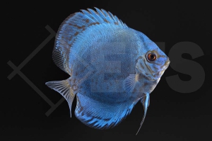 010665_Symphysodon-aequifasciatus_Diskus-Blue-Diamond_01