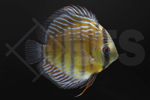 010717_Symphysodon-aequifasciatus_Gruener-Diskus_01