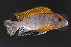 010718_Labidochromis-hongi_Roter-Hongi-Labidochromis-Red-Top-Sweden_01