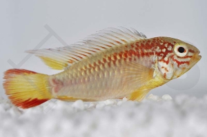 010725_Apistogramma-macmasteri_Villavicencio-Zwergbuntbarsch-goldrot_01