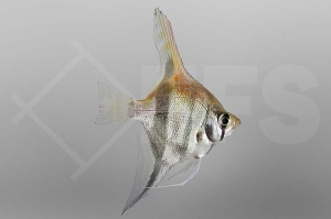 010763_Pterophyllum-scalare_Rotrueckenskalar_01