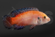 010778_Hemichromis-exsul_Roter-Turkana-Buntbarsch_01