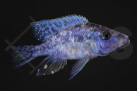 010794_Dimidiochromis-spec_marmor_01