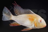 010796_Acarichtys-heckelii_Heckels-Buntbarsch-albino_01