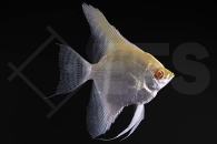 010799_Pterophyllum-cf-scalare_Rotrueckenskalar_albino_01