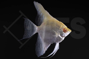 010799_Pterophyllum-cf-scalare_Rotrueckenskalar_albino_01
