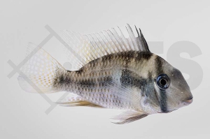 010801_Guianacara-owroewefi_Sattelfleckbuntbarsch_01