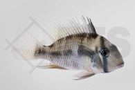 010801_Guianacara-owroewefi_Sattelfleckbuntbarsch_01