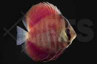 010804_Symphysodon-aequifasciatus_Diskus_Red-Rose_02