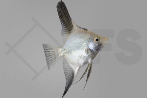 010819_Pterophyllum-scalare_Skalar_sealpoint_01