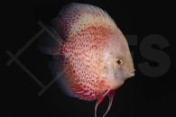 010820_Symphysodon-aequifasciatus_Diskus_Snow-Leopard_02