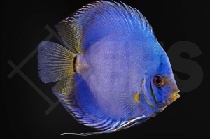 010821_Symphysodon-aequifasciatus_Diskus_Cobalt-Blau_02
