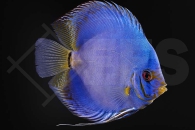 010821_Symphysodon-aequifasciatus_Diskus_Cobalt-Blau_02