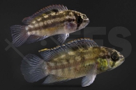 010827_Nannacara-aureocephalus_Goldkopf-Nannacara_01