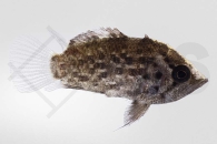 010829_Polycentrus-schomburgkii_Vielstachler_01