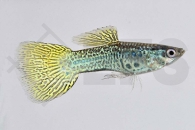 020001_Poecilia-reticulata_Guppy-cobra-gruen-m_01