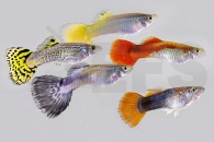 020003_Poecilia-reticulata_Guppy-maennlich-gemischt_02