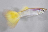 020005_Poecilia-reticulata_Guppy-neongelb-m_01