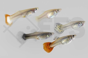 020008_Poecilia-reticulata_Guppy-weiblich-gemischt_02
