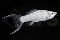020009_Poecilia-latipinna_Silbermolly-Lyra_01