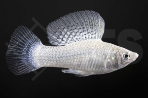 020010_Poecilia-latipinna_Silbermolly_01