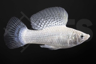 020010_Poecilia-latipinna_Silbermolly_01