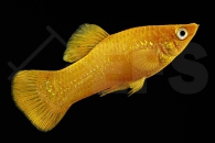 020012_Poecilia-latipinna_Goldpuder-Molly_01