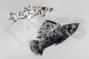 020013_Poecilia-latipinna_Kaffee-Milch-Molly_01