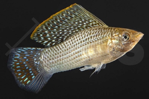 020019_Poecilia-velifera_Segelkaerpfling-gruen_01