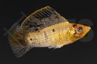 020021_Poecilia-velifera_Segelkaerpfling-silver-pink_01