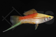 020023_Xiphophorus-helleri_Schwerttraeger-Ananas_01