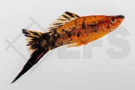 020024_Xiphophorus-helleri_Schwerttraeger-Berlin_01