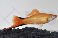 020028_Xiphophorus-helleri_Schwerttraeger-Komet-orange_01